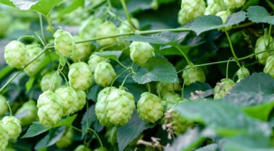 Western Herd Centennial Hops