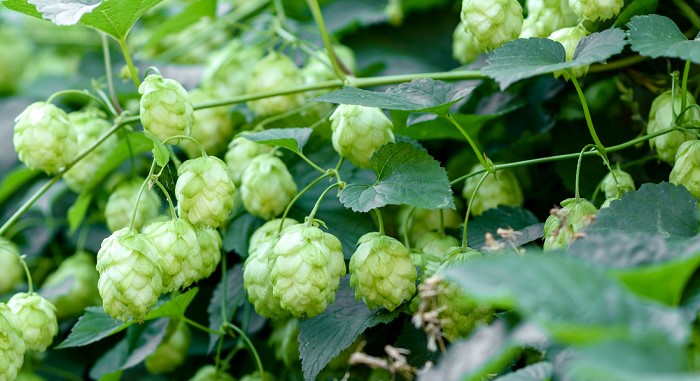 Western Herd Centennial Hops
