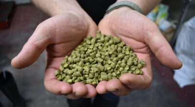 Hand holding Hops